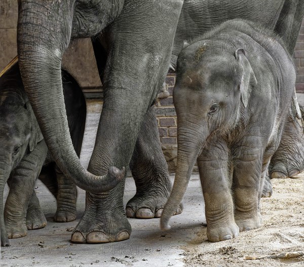 Asian elephant