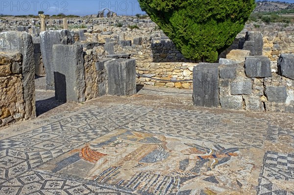 Roman mosaic of goddess Diana in the House of Venus at Volubilis