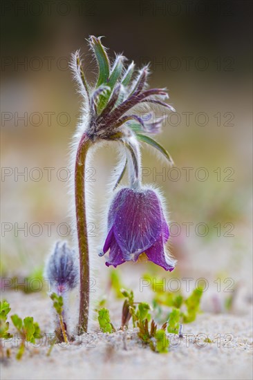 Small pasque flower