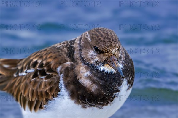 Ruddy turnstone