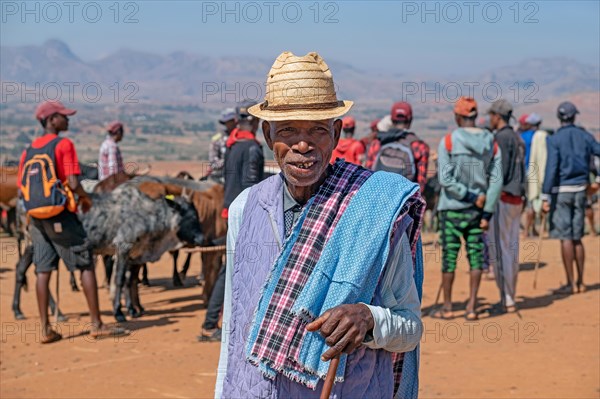 Old farmer and young Malagasy herdsmen selling zebus at zebu market in the city Ambalavao