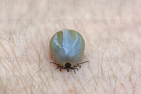 Castor bean tick