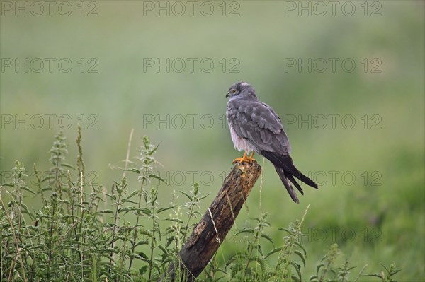 Montagu's harrier