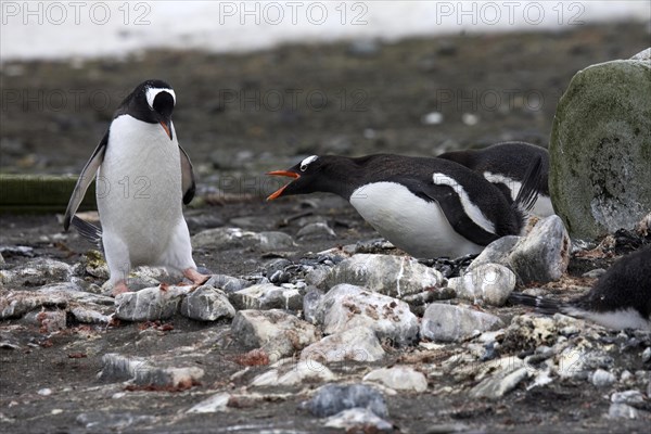 Gentoo Penguin