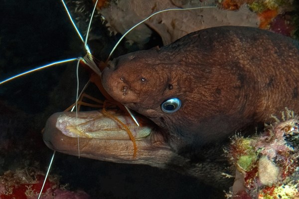 Close-up of Brown moray eel