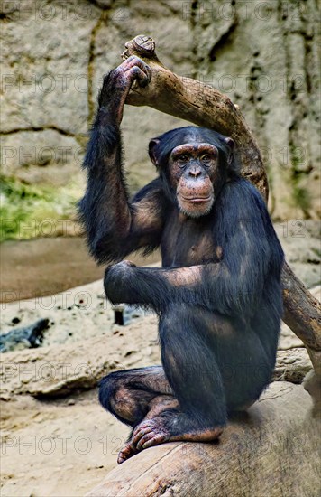 Western chimpanzee