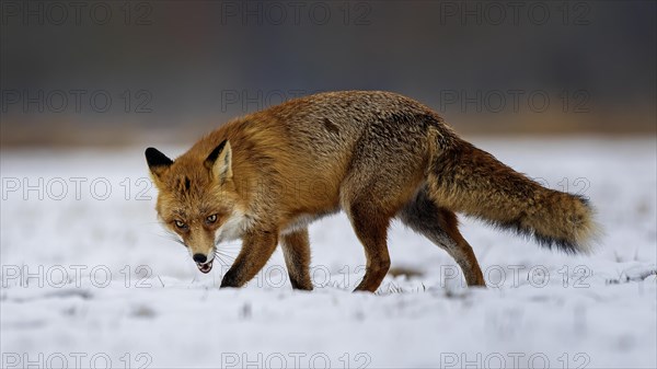 Red fox