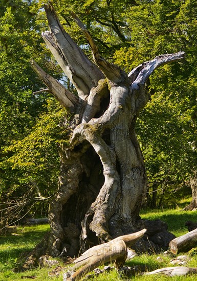 Ancient copper beech