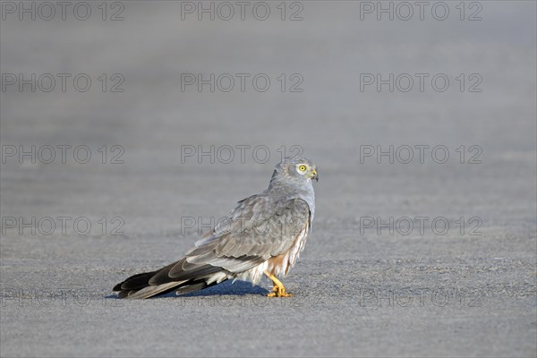 Montagu's harrier