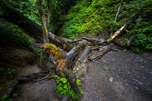 Chestnut Ridge Park Eternal Flame Falls Trail