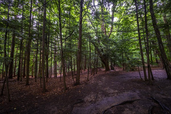 Chestnut Ridge Park Eternal Flame Falls Trail