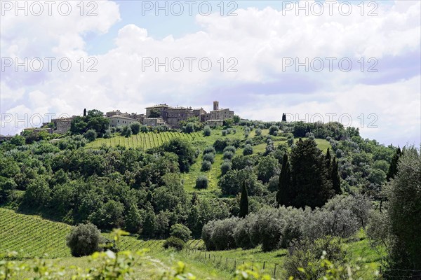 Landscape near Montalcino