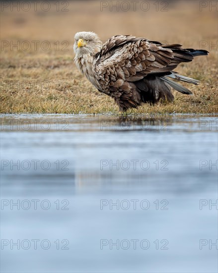 White-tailed eagle