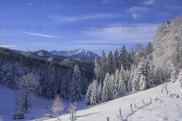 View of the Schneeberg