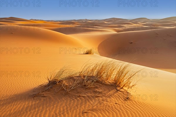 Sparse vegetation like grasses in wind-swept sand dunes of Erg Chebbi in the Sahara Desert near Merzouga