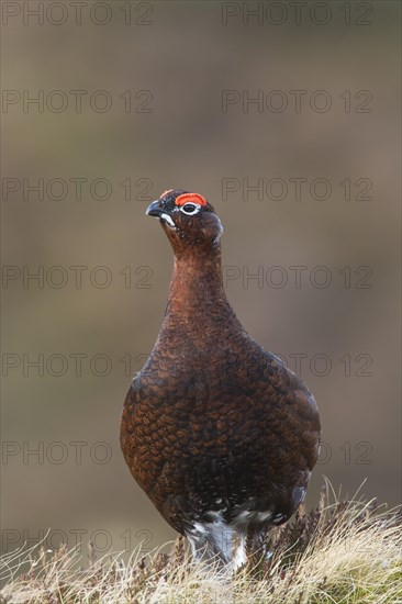 Red grouse