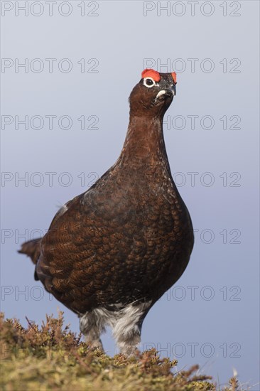 Red grouse