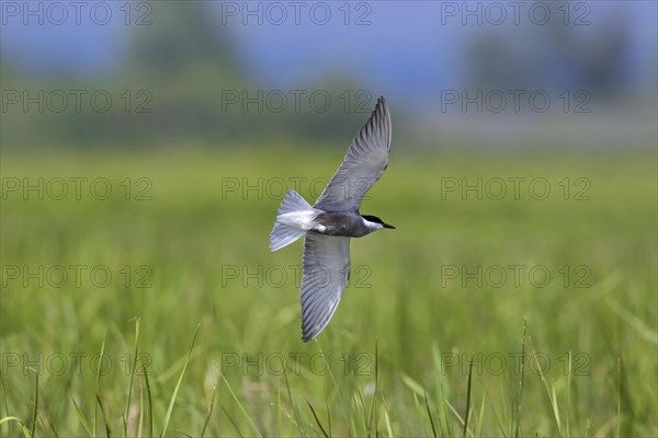 Whiskered tern