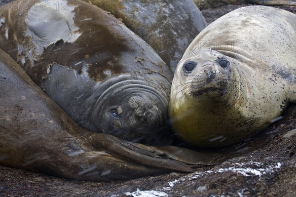 Southern elephant seals