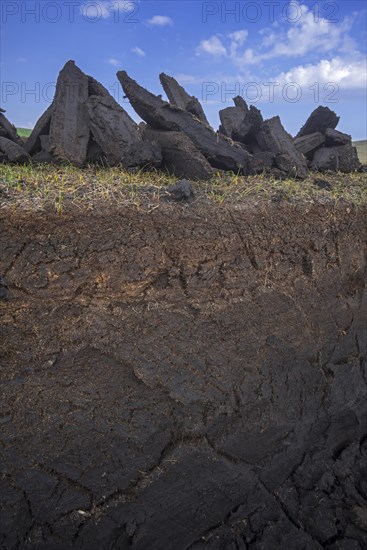 Cross section of moorland showing decayed vegetation