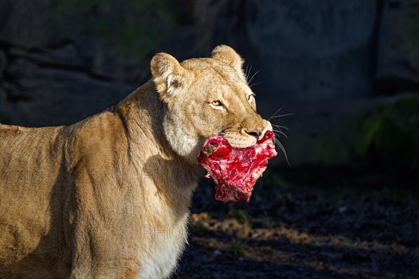 Female African lion