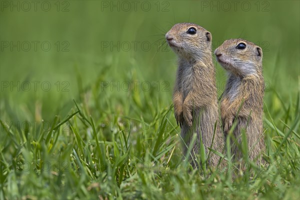 European ground squirrel