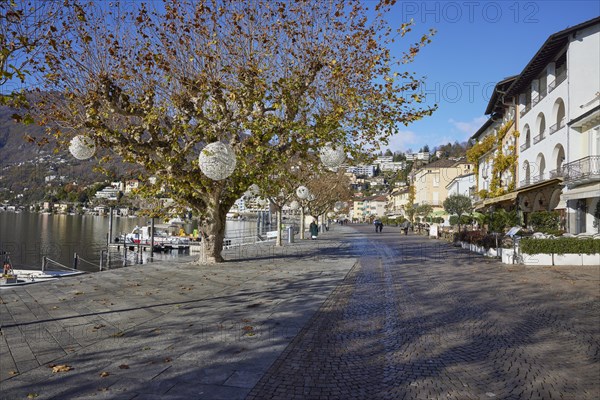 Plane trees