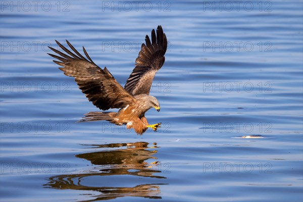 Black kite