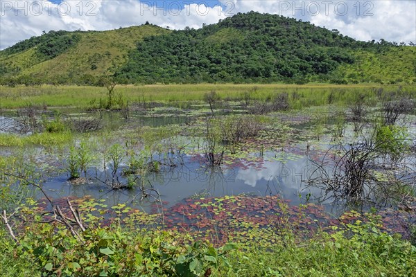 Marshland