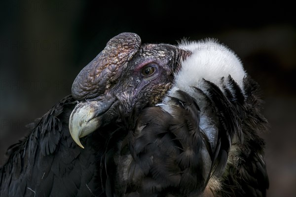 Andean condor