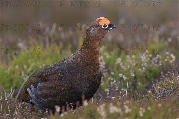 Red grouse