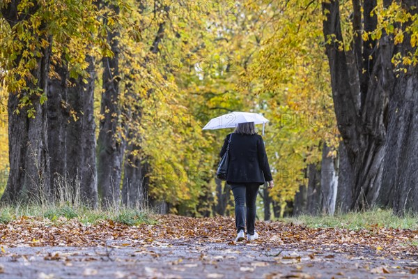 Autumn walk with umbrella in rainy weather