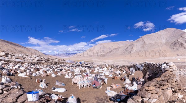 Changpa nomad milking goats