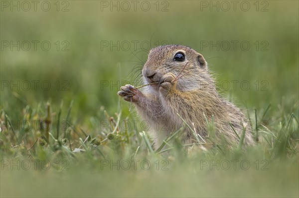 European ground squirrel