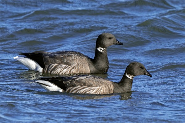 Two brant geese