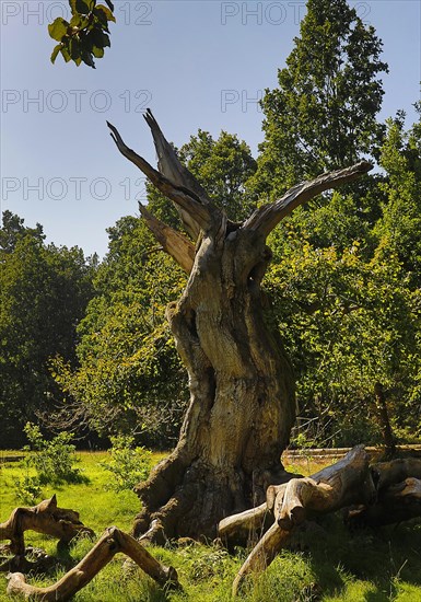 Ancient copper beech