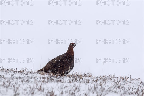 Red grouse