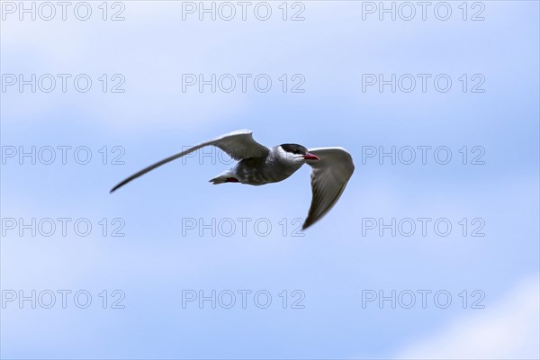 Whiskered tern