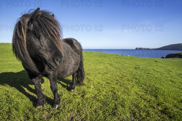 Black Shetland pony in field along the coast on the Shetland Islands