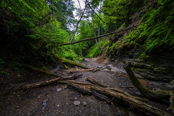 Chestnut Ridge Park Eternal Flame Falls Trail