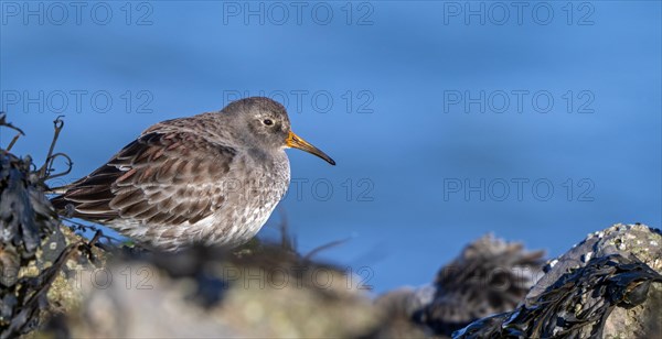 Purple sandpiper