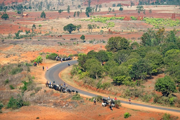 Farmers driving zebus along winding country road to the zebu market at Ambalavao