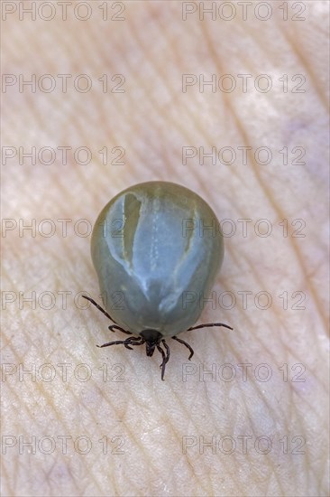 Castor bean tick