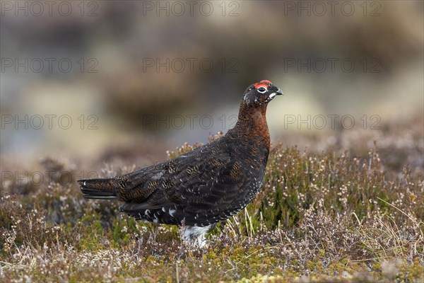 Red grouse