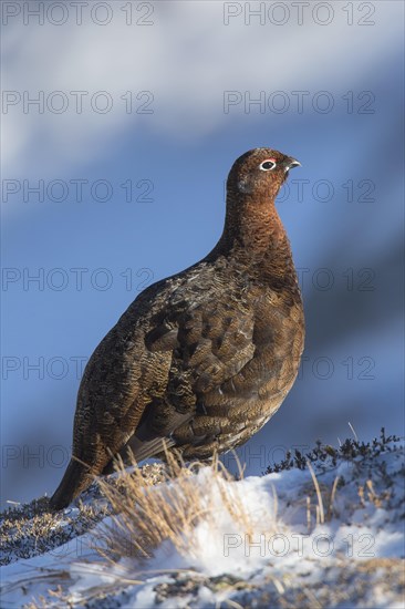 Red grouse