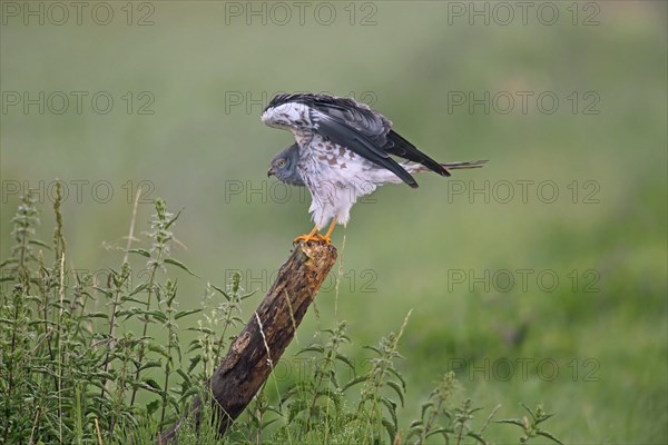 Montagu's harrier