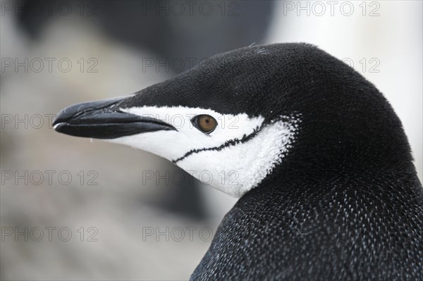 Chinstrap penguin