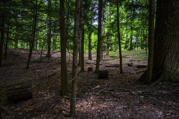 Chestnut Ridge Park Eternal Flame Falls Trail