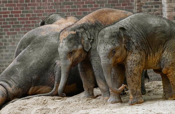 Asian elephant