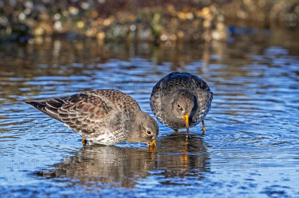 Two purple sandpiper